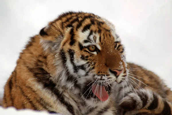 Tigris Panthera Tigris Legnagyobb Macskafaj Harmadik Legnagyobb Szárazföldi Húsevő Mögött — Stock Fotó