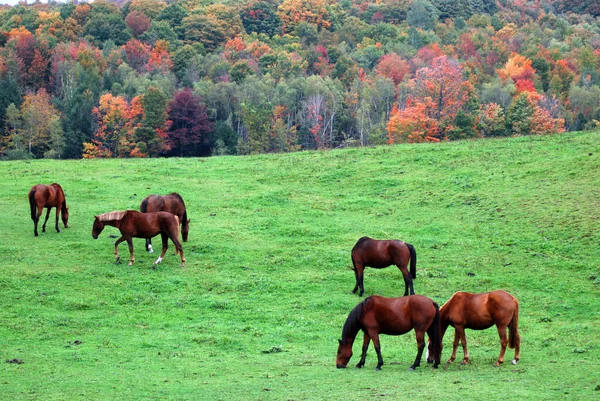 Brown young horse in field in fall season in Bromont, Quebec