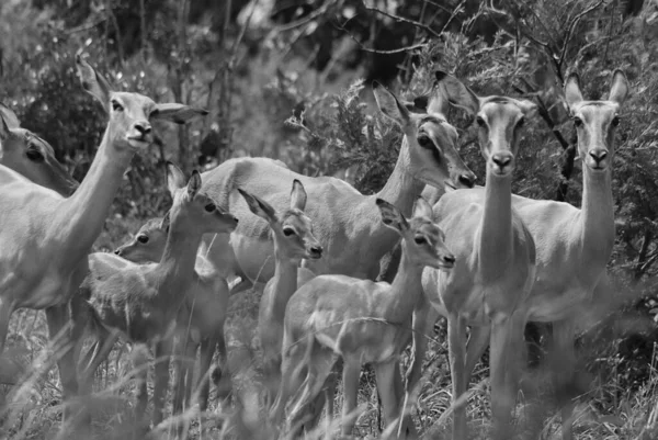 Impalas Στο Hluhluwe Imfolosi Park Νότια Αφρική — Φωτογραφία Αρχείου