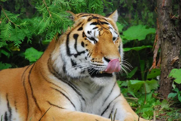 Tijgertiran Panthera Tigris Een Zangvogel Uit Familie Felidae Tirannen Tijger — Stockfoto