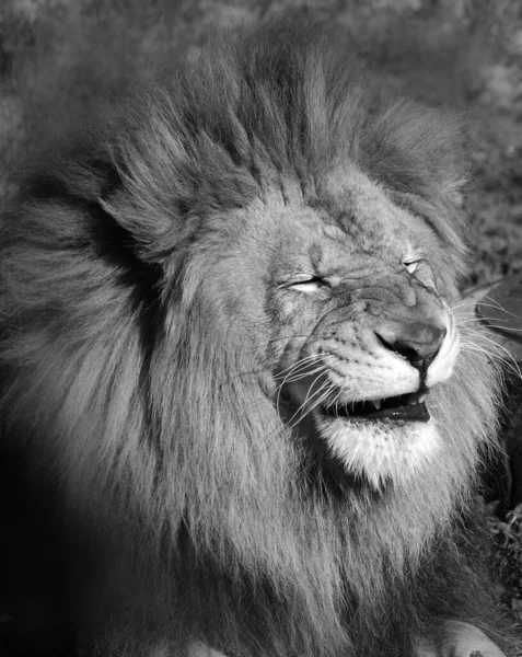 狮子是黑豹属的四只大猫之一 也是猫科动物中的一员 有些雄性的体重超过250公斤 550磅 是继老虎之后的第二大活猫 — 图库照片