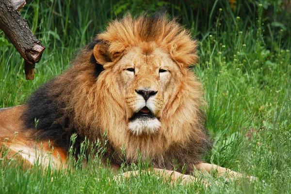 Lev Jednou Čtyř Velkých Koček Rodu Panthera Členem Rodu Felidae — Stock fotografie