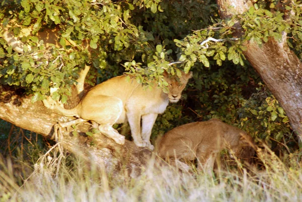 크루거 남아프리카 공화국 Panthera Leo 판테라 Panthera 고양이 하나이며 고양이 — 스톡 사진