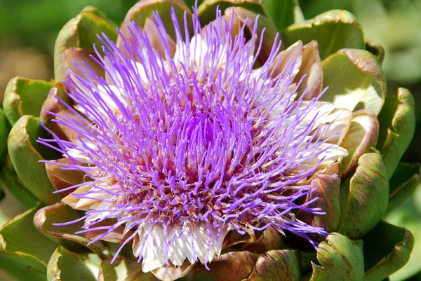 アーティチョーク 花は多数の三角スケールを持つ直径約815センチメートル の食用芽から大きな頭の中で発達します 個々の小花は紫色です — ストック写真