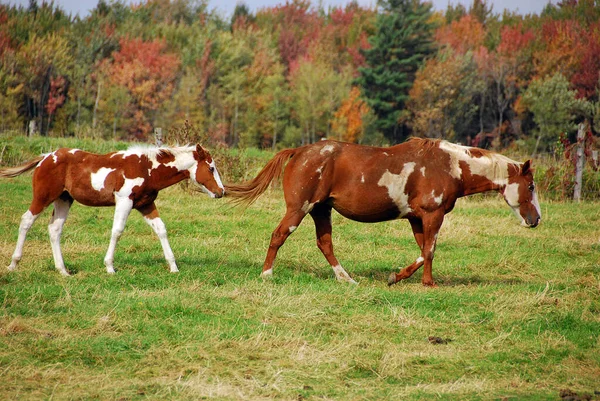 The American Paint Horse is a breed of horse that combines both the conformational characteristics of a western stock horse with a pinto spotting pattern of white and dark coat colors.