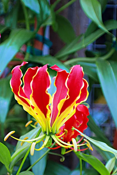 Цветок Саду Ванкувера Канада — стоковое фото