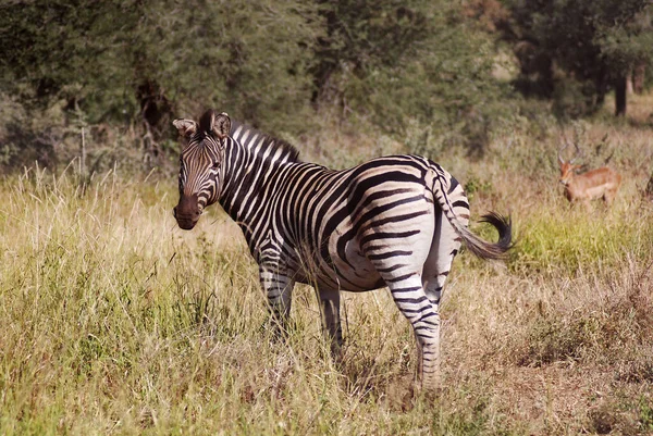 Zebra Kruger Park Sydafrika — Stockfoto
