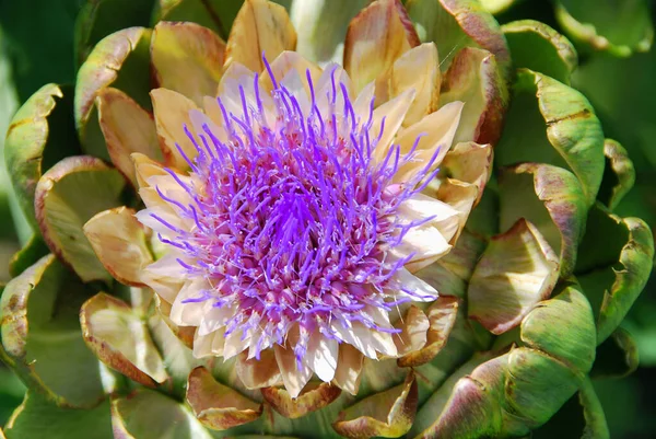 Enginar, çiçekler, çeşitli üçgen pullarla yaklaşık 815 santimetre (3.15.9 in) çapında yenilebilir bir tomurcuktan büyük bir kafada gelişir; bireysel çiçekler mor renklidir..