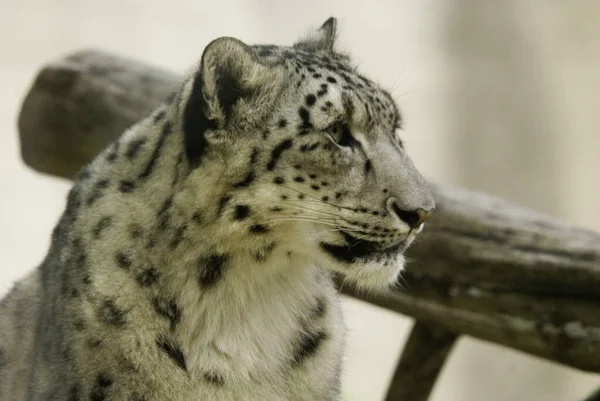 雪のヒョウは中央アジアと南アジアの山脈に自生する大きな猫です 絶滅危惧種のIucnレッドリストに登録されている — ストック写真