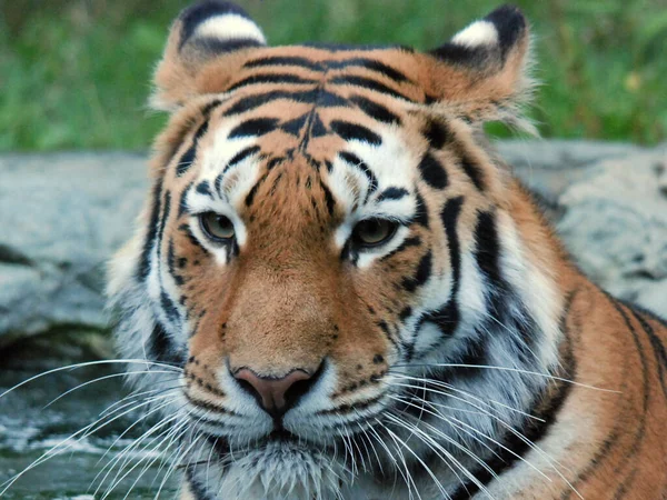 Tigre Panthera Tigris Maior Espécie Gato Terceiro Maior Carnívoro Terrestre — Fotografia de Stock