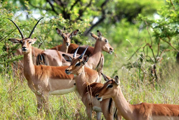 Impalas Hluhluwe Imfolosi Park Dél Afrika — Stock Fotó