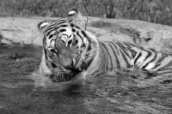 Тигр Panthera Tigris Найбільшим Видом Котів Третій Величиною Наземний Хижак — стокове фото