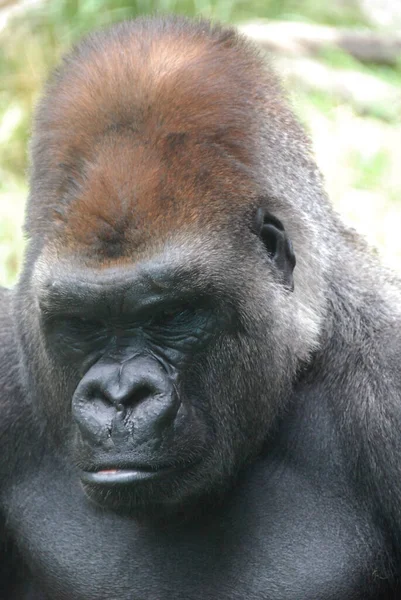 ゴリラは地上に生息しており 主にアフリカ中央部の森林に生息する草食性の類人猿である ゴリラのDnaは人間のDnaと非常によく似ており から99 である — ストック写真