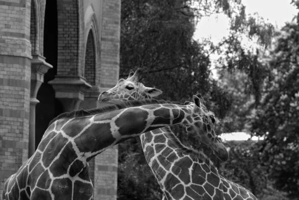 Girafe Giraffa Camelopardalis Est Mammifère Ongulé Doigts Pairs Africain Grand — Photo