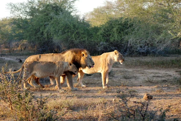 Aslan, Panthera cinsindeki dört büyük kediden biridir ve Felidae familyasının bir üyesidir. Bazı erkekler 250 kg ağırlığı (550 lb) aşarak kaplandan sonra yaşayan en büyük ikinci kedidir.