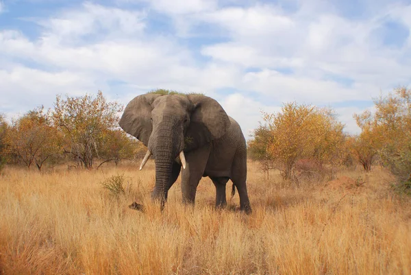 Krüger Park Südafrika Afrikanische Elefanten Sind Elefanten Der Gattung Loxodonta — Stockfoto