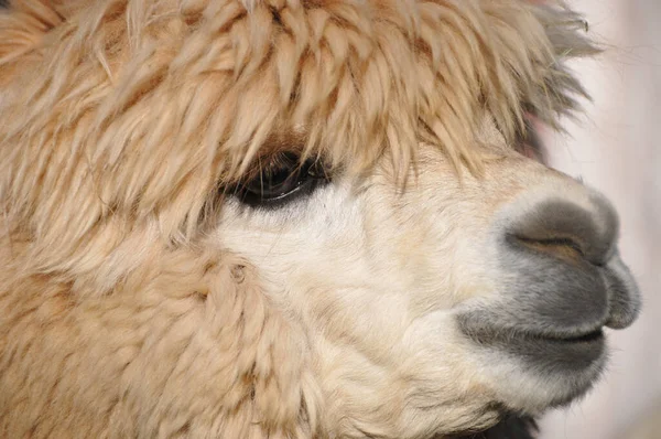 Alpaca Een Gedomesticeerde Soort Van Zuid Amerikaanse Kamelensoort Het Lijkt — Stockfoto