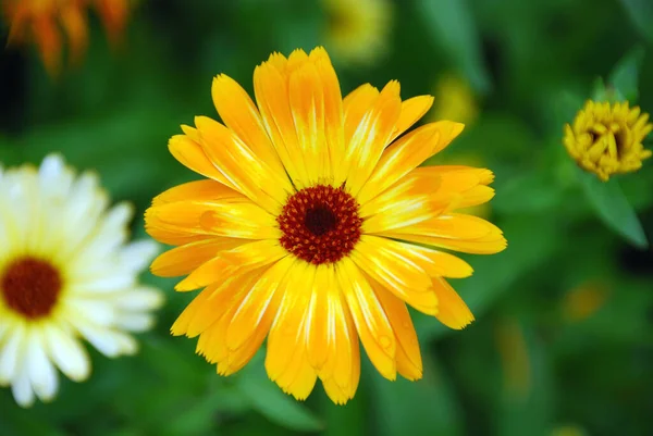 Κίτρινα Καλοκαιρινά Πέταλα Λουλουδιών Βοτανική Και Χλωρίδα — Φωτογραφία Αρχείου