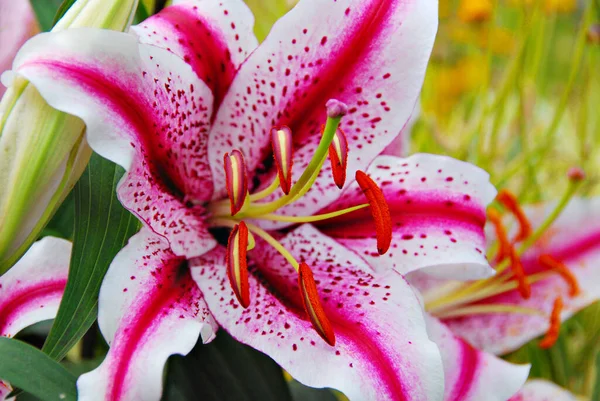 Los Lirios Son Grupo Plantas Con Flores Que Son Importantes —  Fotos de Stock