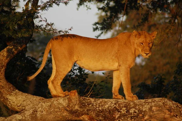 Jonge Leeuw Heel Vroeg Ochtend Kruger Park Zuid Afrika — Stockfoto