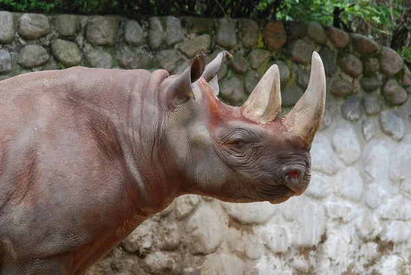 Indiai Orrszarvú Rhinoceros Unicornis Nevezik Greater Egyszarvú Orrszarvú Ázsiai Egyszarvú — Stock Fotó