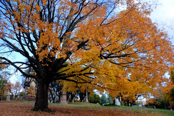 Montreal Canada Oktober 2015 Gravar Notre Dame Des Neiges Kyrkogård — Stockfoto