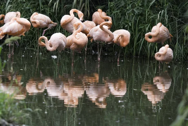 Flamingos Flamingoes 포효하는 일종으로 포에니 속하는 속이다 아메리카에는 구세계에는 — 스톡 사진