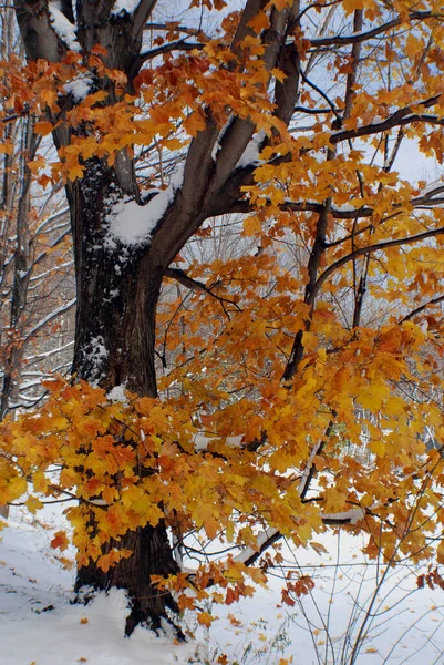 Сніжний Зимовий Ліс Брумонті Камнада — стокове фото