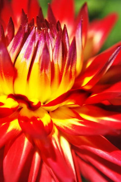 Close Uma Bela Flor Dália Vermelha — Fotografia de Stock