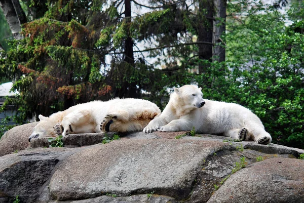 Білий Ведмідь Ursus Maritimus Ведмідь Який Мешкає Переважно Північному Полярному — стокове фото