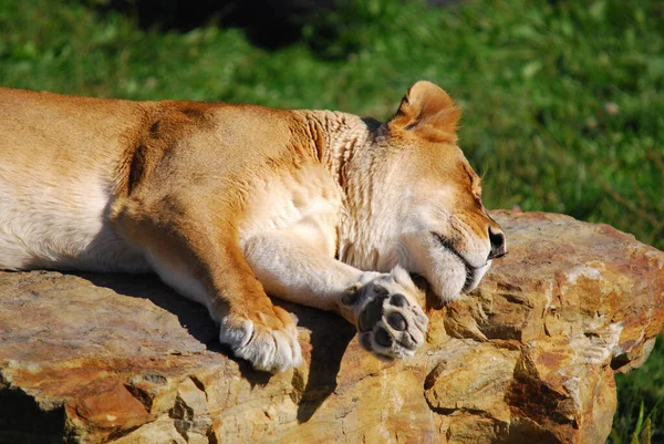 사자는 판테라 Panthera 고양이 하나이며 고양이 Felidae 일원이다 몸무게가 250 — 스톡 사진