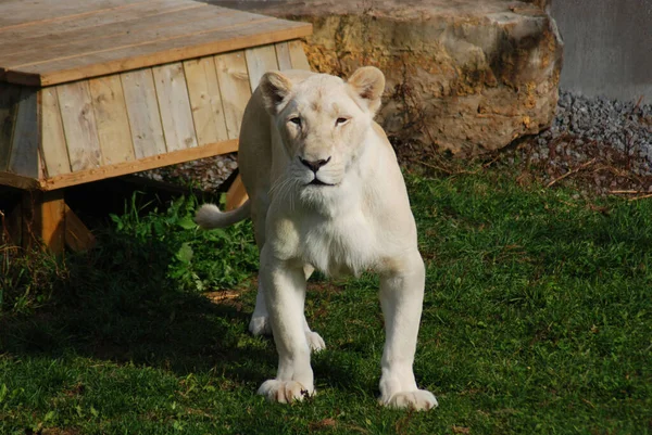 Bílý Lev Vzácná Barevná Mutace Lva Když První Pýcha Bílých — Stock fotografie