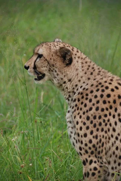 Cheetah Large Sized Feline Inhabiting Most Africa Part Middle East — Stock Photo, Image