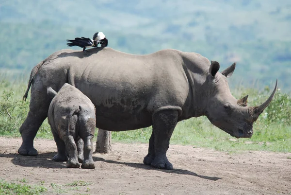 Mother Calf Rhinoceros Hluhluwe Imfolosi Park Νότια Αφρική — Φωτογραφία Αρχείου