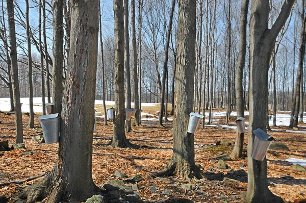 Erken bahar manzarası, Doğu kasabası, Bromont, Quebec, Kanada   