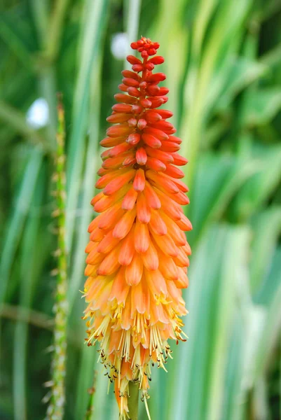 Torch Lily Tritoma Live Bareroot Trvalé Rostlinné Oranžové Žluté Květy — Stock fotografie