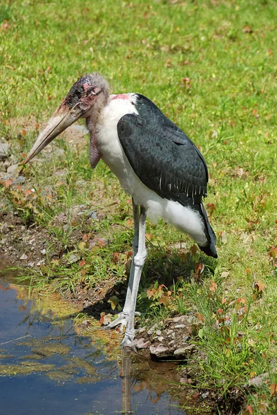 Marabou Stork Leptoptilos Crumeniferus 속하는 큰새이다 사하라사막 남쪽의 아프리카 번식한다 — 스톡 사진