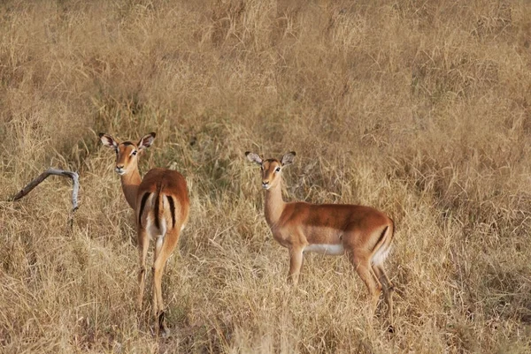 黑羚羊 Hluhluwe Imfolozi Park South Africa Impala Aepyceros Melampus 是一种生活在非洲东部和南部的中型羚羊 — 图库照片