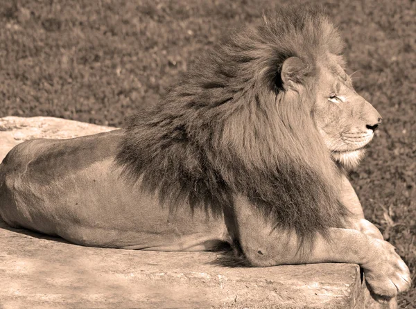 León Uno Los Cuatro Grandes Felinos Del Género Panthera Miembro — Foto de Stock