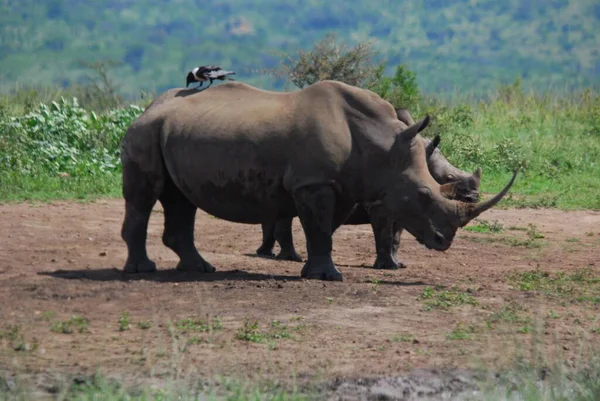 Madre Rinoceronte Ternero Parque Hluhluwe Imfolosi Sudáfrica — Foto de Stock