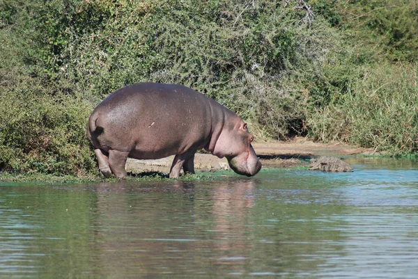 Hipopótamo Hippopotamus Amphibius Kruger Park Sudáfrica Una Las Mayores Reservas — Foto de Stock