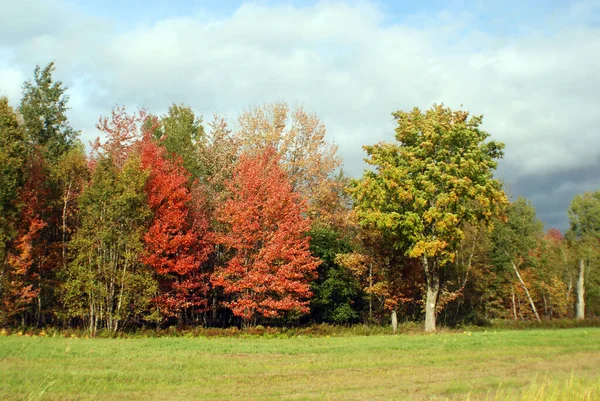 Осенний Сезон Деревья Лесу Облачное Небо Зеленый Луг Травы — стоковое фото