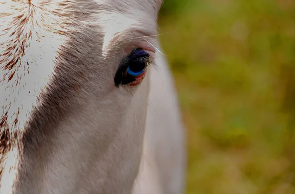 Nahaufnahme Eines Weißen Pferdegesichts — Stockfoto