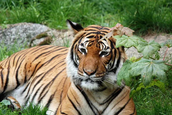 Tygrys Panthera Tigris Jest Największym Gatunkiem Kotów Ich Najbardziej Rozpoznawalną — Zdjęcie stockowe