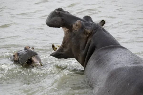 Hipopopotam Hipopopotam Amphibius Lub Hipopotam Starożytnej Greki Koń Rzeczny Jest — Zdjęcie stockowe