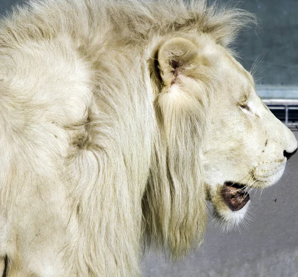 León Blanco Una Mutación Rara Del Color Del León Hasta — Foto de Stock