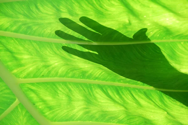 Mano Dietro Una Foglia Verde Gigante Nel Giardino Estivo — Foto Stock