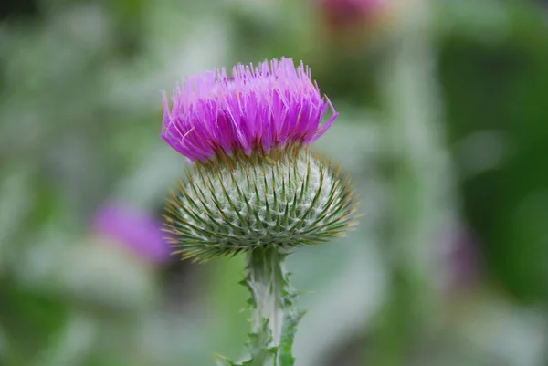 Bellissimo Fiore Nel Giardino Verde — Foto Stock