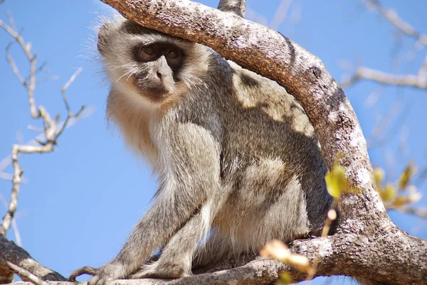 Małpa Vervet Parku Kruger Rpa — Zdjęcie stockowe
