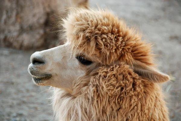 알파카 Alpaca Vicugna Pacos 남아메리카 카메라 미드의 가축화 종이다 모양은 — 스톡 사진